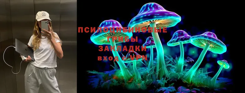 купить   Тольятти  Галлюциногенные грибы Psilocybine cubensis 